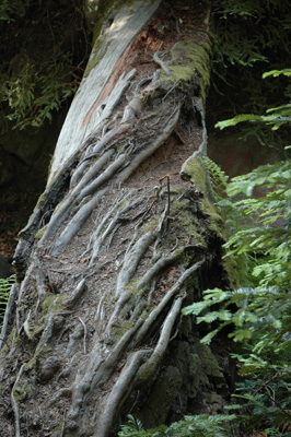 Soberanes Canyon 086.jpg